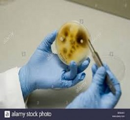 آزمایشگاه تشخیص آفات و بیماری های قرنطینه گیاهی