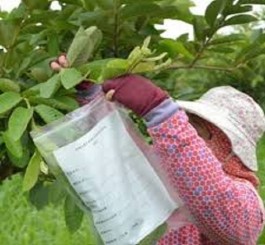 روش نمونه برداری از برگ